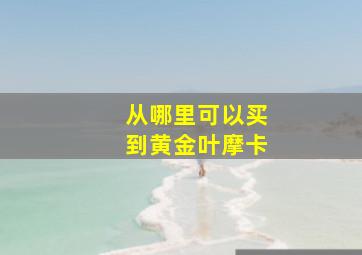 从哪里可以买到黄金叶摩卡