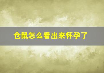 仓鼠怎么看出来怀孕了