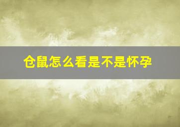 仓鼠怎么看是不是怀孕