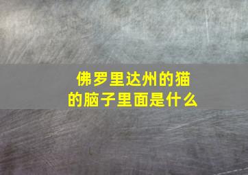 佛罗里达州的猫的脑子里面是什么