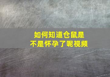 如何知道仓鼠是不是怀孕了呢视频