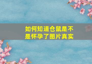 如何知道仓鼠是不是怀孕了图片真实