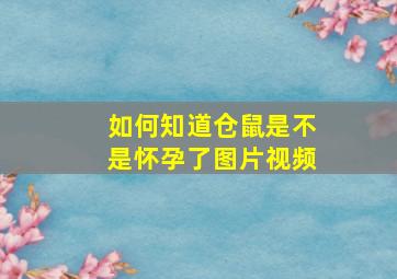 如何知道仓鼠是不是怀孕了图片视频