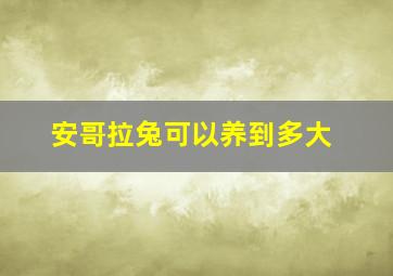 安哥拉兔可以养到多大