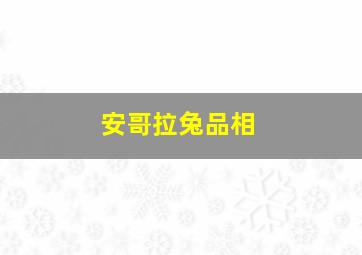 安哥拉兔品相