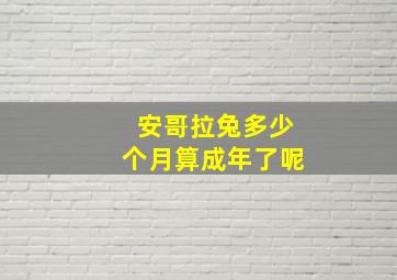 安哥拉兔多少个月算成年了呢