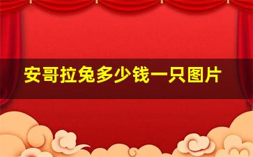 安哥拉兔多少钱一只图片