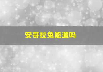 安哥拉兔能遛吗