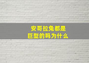 安哥拉兔都是巨型的吗为什么