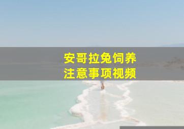 安哥拉兔饲养注意事项视频