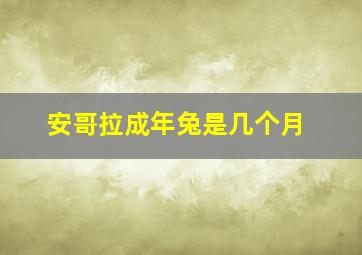 安哥拉成年兔是几个月