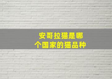 安哥拉猫是哪个国家的猫品种