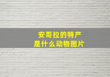 安哥拉的特产是什么动物图片