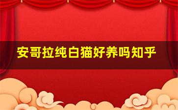 安哥拉纯白猫好养吗知乎