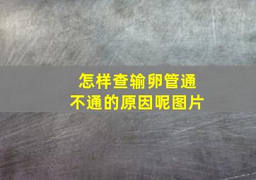 怎样查输卵管通不通的原因呢图片