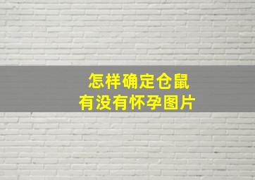 怎样确定仓鼠有没有怀孕图片