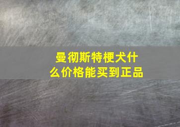 曼彻斯特梗犬什么价格能买到正品