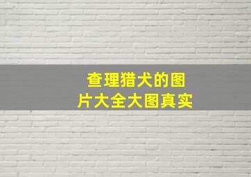 查理猎犬的图片大全大图真实