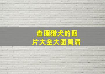 查理猎犬的图片大全大图高清