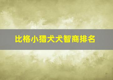 比格小猎犬犬智商排名