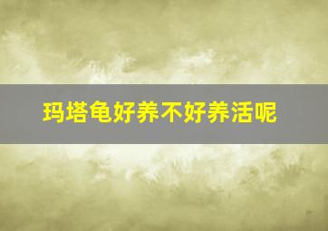 玛塔龟好养不好养活呢