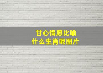 甘心情愿比喻什么生肖呢图片