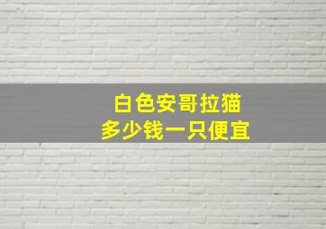 白色安哥拉猫多少钱一只便宜