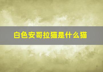 白色安哥拉猫是什么猫