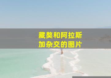 藏獒和阿拉斯加杂交的图片