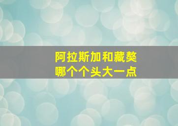 阿拉斯加和藏獒哪个个头大一点