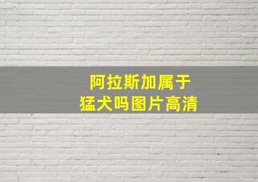 阿拉斯加属于猛犬吗图片高清