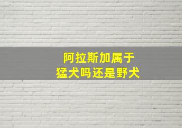 阿拉斯加属于猛犬吗还是野犬