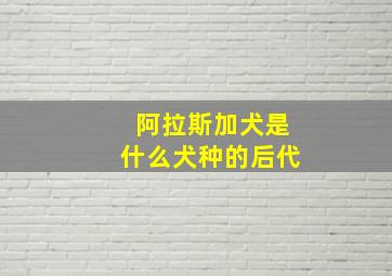 阿拉斯加犬是什么犬种的后代