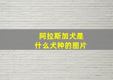 阿拉斯加犬是什么犬种的图片