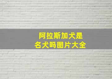 阿拉斯加犬是名犬吗图片大全