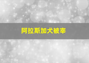 阿拉斯加犬被宰