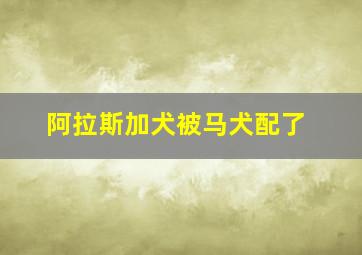 阿拉斯加犬被马犬配了